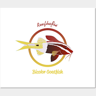 Bicolor Goatfish Posters and Art